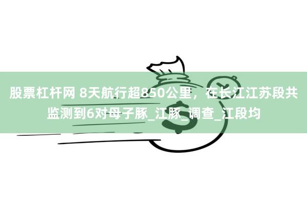 股票杠杆网 8天航行超850公里，在长江江苏段共监测到6对母子豚_江豚_调查_江段均